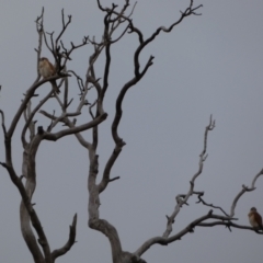 Falco cenchroides at Symonston, ACT - 14 Jun 2021