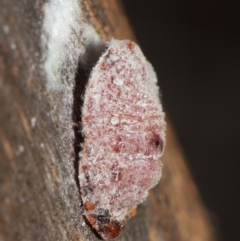 Coccoidea (superfamily) (Mealy bug or scale insect) at Acton, ACT - 2 Jun 2021 by TimL
