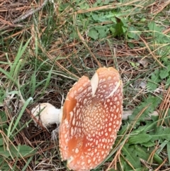 Amanita muscaria (Fly Agaric) at Lyneham, ACT - 7 Apr 2021 by Wendyp5