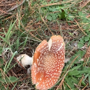 Amanita muscaria at Lyneham, ACT - 7 Apr 2021 10:42 AM