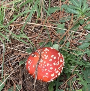 Amanita muscaria at Lyneham, ACT - 7 Apr 2021 10:42 AM