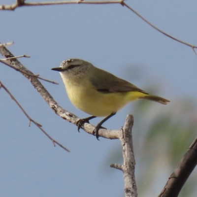 Acanthiza chrysorrhoa (Yellow-rumped Thornbill) at Hume, ACT - 14 Jun 2021 by RodDeb