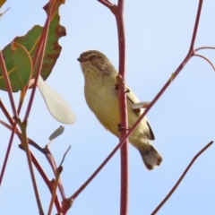 Smicrornis brevirostris (Weebill) at Hume, ACT - 14 Jun 2021 by RodDeb