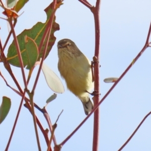 Smicrornis brevirostris at Hume, ACT - 14 Jun 2021