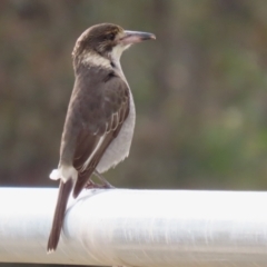 Cracticus torquatus (Grey Butcherbird) at Hume, ACT - 14 Jun 2021 by RodDeb