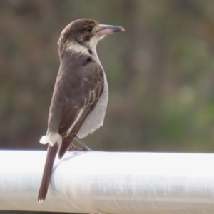 Cracticus torquatus at Hume, ACT - 14 Jun 2021