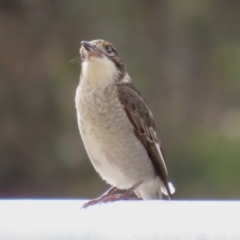 Cracticus torquatus at Hume, ACT - 14 Jun 2021