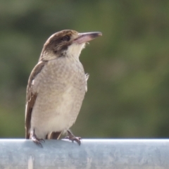 Cracticus torquatus at Hume, ACT - 14 Jun 2021