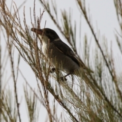 Cracticus torquatus at Hume, ACT - 14 Jun 2021