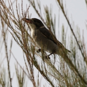 Cracticus torquatus at Hume, ACT - 14 Jun 2021