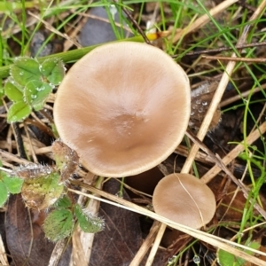 Clitocybe s. l. at Cook, ACT - 14 Jun 2021 10:06 AM