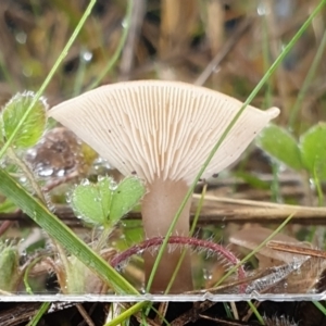 Clitocybe s. l. at Cook, ACT - 14 Jun 2021 10:06 AM