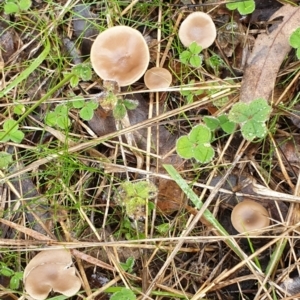 Clitocybe s. l. at Cook, ACT - 14 Jun 2021 10:06 AM