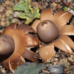 Geastrum sp. at Downer, ACT - 30 May 2021