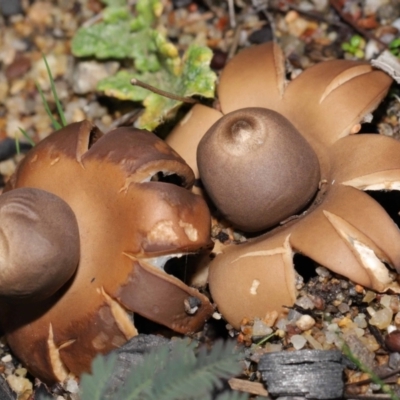 Geastrum sp. (Geastrum sp.) at ANBG - 30 May 2021 by TimL