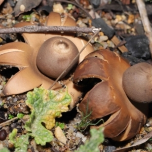 Geastrum sp. at Downer, ACT - 30 May 2021