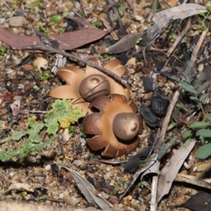 Geastrum sp. at Downer, ACT - 30 May 2021 12:10 PM