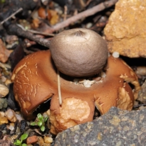 Geastrum sp. at Downer, ACT - 30 May 2021