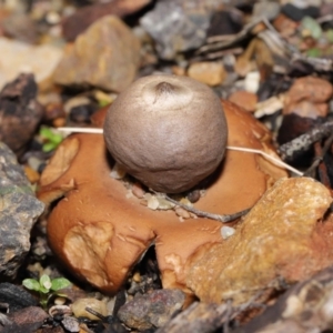 Geastrum sp. at Downer, ACT - 30 May 2021 12:10 PM