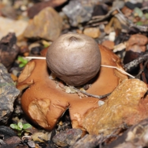 Geastrum sp. at Downer, ACT - 30 May 2021