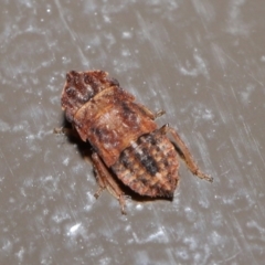 Unidentified Leafhopper or planthopper (Hemiptera, several families) at Acton, ACT - 28 May 2021 by TimL