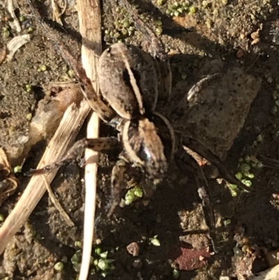 Unidentified Wolf spider (Lycosidae) at Lyneham, ACT - 8 Jun 2021 by Tapirlord