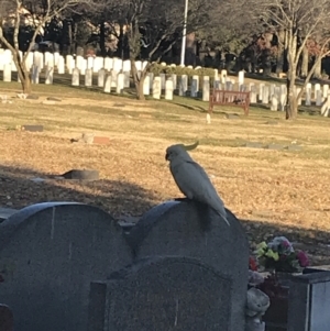 Cacatua galerita at Phillip, ACT - 8 Jun 2021