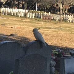 Cacatua galerita at Phillip, ACT - 8 Jun 2021