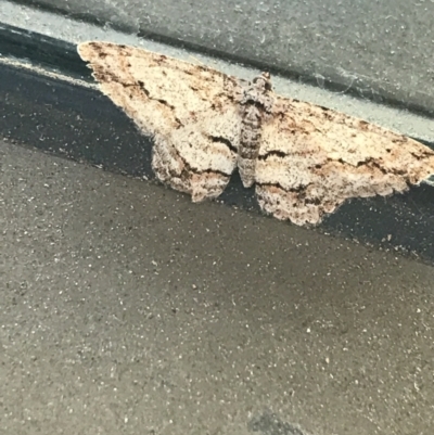 Unidentified Geometer moth (Geometridae) at Phillip, ACT - 9 Jun 2021 by Tapirlord