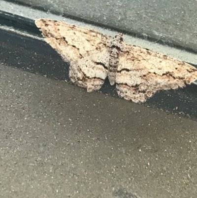 Didymoctenia exsuperata (Thick-lined Bark Moth) at Phillip, ACT - 10 Jun 2021 by Tapirlord