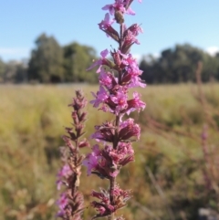 Lythrum salicaria (Purple Loosestrife) at Upper Stranger Pond - 4 Apr 2021 by michaelb