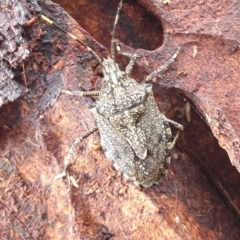 Alcaeus varicornis (Acacia shield bug) at Marsden Weir Park Riverside Park - 15 Jun 2021 by Rixon