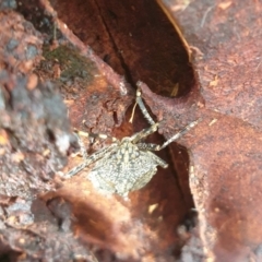 Alcaeus varicornis at Goulburn, NSW - 15 Jun 2021