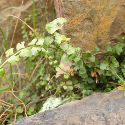 Asplenium flabellifolium (Necklace Fern) at Goulburn, NSW - 15 Jun 2021 by Rixon