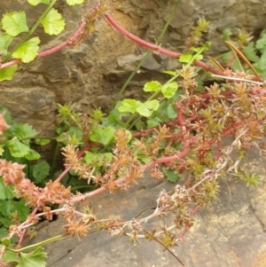 Crassula sieberiana at Goulburn, NSW - 15 Jun 2021