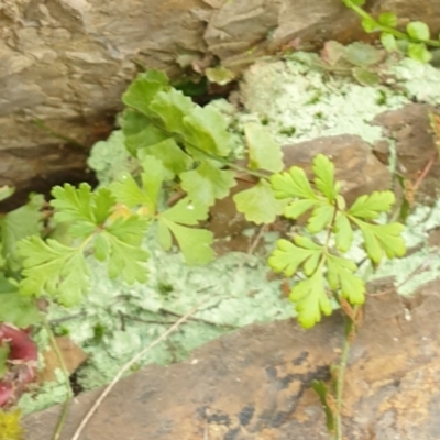 Cheilanthes sp. (Rock Fern) at Goulburn, NSW - 15 Jun 2021 by Rixon