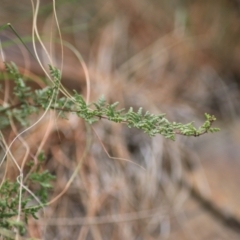 Cheilanthes sieberi subsp. sieberi (Mulga Rock Fern) at Goulburn, NSW - 15 Jun 2021 by Rixon