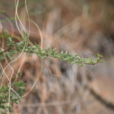 Cheilanthes sieberi subsp. sieberi (Mulga Rock Fern) at Goulburn, NSW - 15 Jun 2021 by Rixon