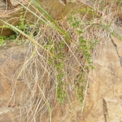 Cheilanthes sieberi subsp. sieberi at Goulburn, NSW - 15 Jun 2021