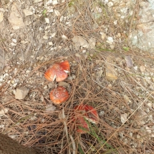 Amanita muscaria at Goulburn, NSW - 15 Jun 2021