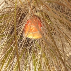 Amanita muscaria at Goulburn, NSW - 15 Jun 2021