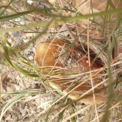 Amanita muscaria at Goulburn, NSW - 15 Jun 2021