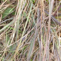 Themeda triandra (Kangaroo Grass) at Goulburn, NSW - 15 Jun 2021 by Rixon