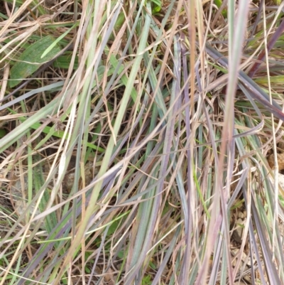 Themeda triandra (Kangaroo Grass) at Goulburn, NSW - 15 Jun 2021 by Rixon