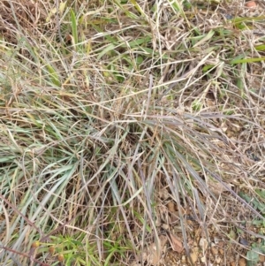 Themeda triandra at Goulburn, NSW - 15 Jun 2021 12:48 PM