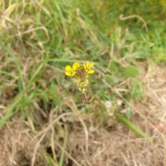 Hirschfeldia incana (Buchan Weed) at Wollondilly River Corridor, Goulburn - 15 Jun 2021 by Rixon