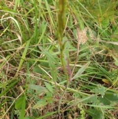 Hirschfeldia incana at Goulburn, NSW - 15 Jun 2021