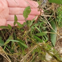 Hirschfeldia incana at Goulburn, NSW - 15 Jun 2021