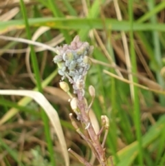 Hirschfeldia incana at Goulburn, NSW - 15 Jun 2021 11:46 AM