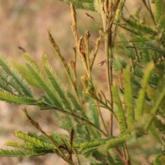 Acacia mearnsii (Black Wattle) at Wollondilly River Corridor, Goulburn - 15 Jun 2021 by Rixon